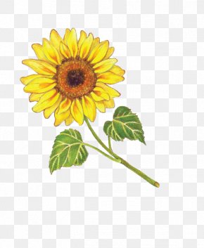 Free Free 169 Clipart Sunflower Seeds SVG PNG EPS DXF File
