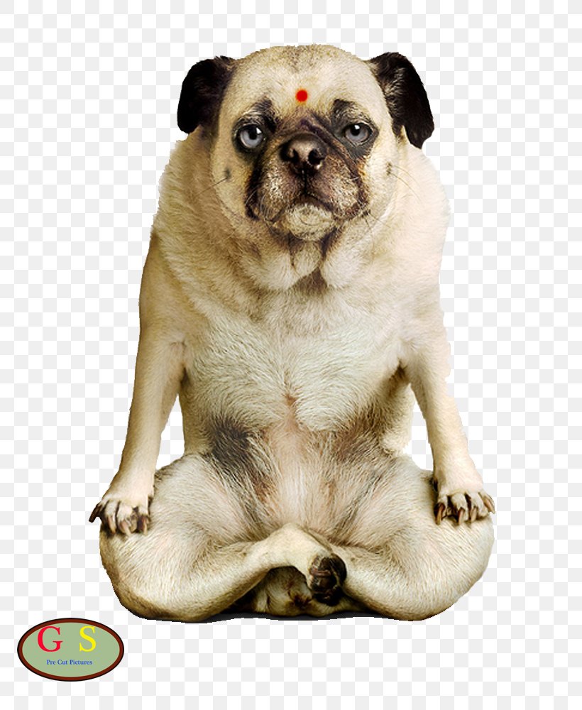 Yoga Dogs Puppy Doga Pug, PNG, 800x1000px, Yoga Dogs, Animal, Carnivoran, Cat, Companion Dog Download Free