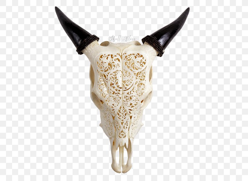 Cattle Animal Skulls Horn Ox, PNG, 600x600px, Cattle, Animal, Animal Skulls, Bison, Bone Download Free