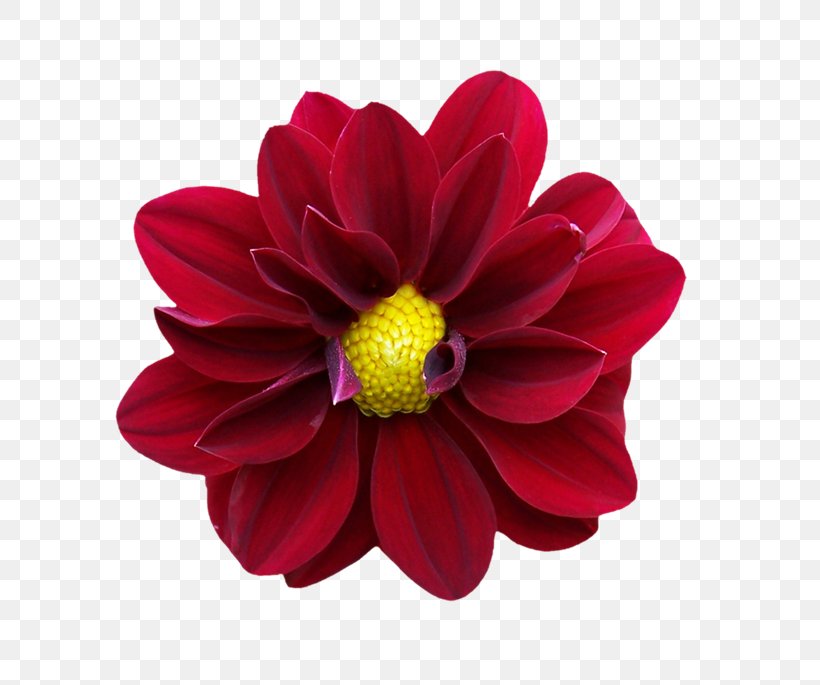 Dahlia Conjunction E.O. Elementary School, PNG, 670x685px, Dahlia, Child, Chrysanths, Conjunction, Cut Flowers Download Free