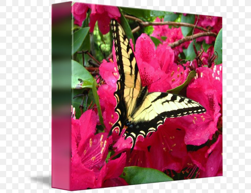 Flowering Plant Pink M, PNG, 650x632px, Flowering Plant, Butterfly, Flora, Flower, Insect Download Free
