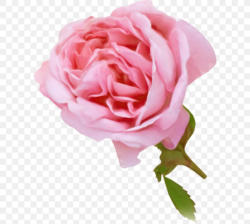 Garden Roses Pink Cabbage Rose Flower China Rose, PNG, 600x734px, Garden Roses, Cabbage Rose, China Rose, Color, Cut Flowers Download Free