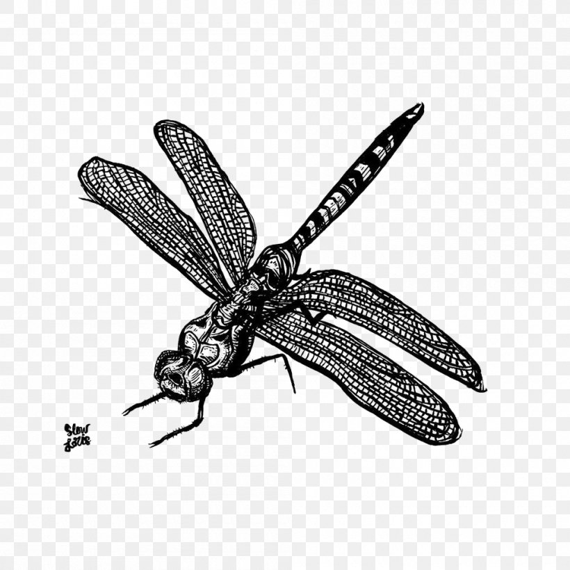 Insect Image Dragonfly, PNG, 1000x1000px, Insect, Art, Arthropod, Bee, Blackandwhite Download Free