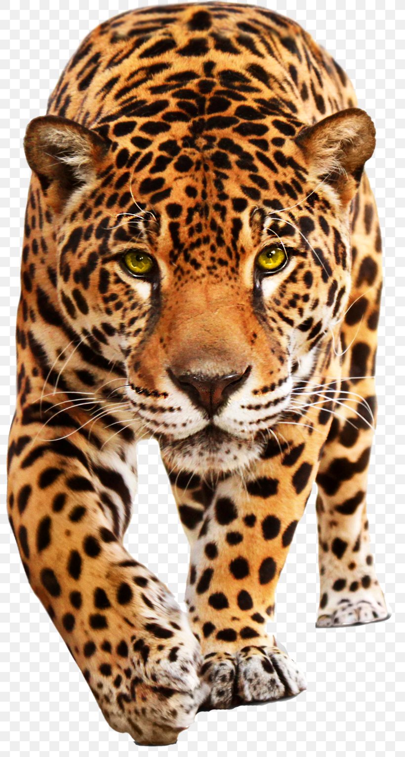 Jaguar Cars Leopard Jaguar XF, PNG, 800x1532px, Jaguar, Big Cats,  Carnivoran, Cat Like Mammal, Cheetah Download