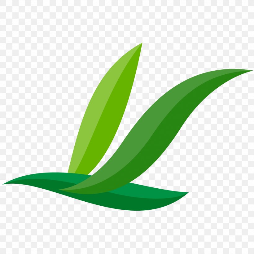 Leaf Plant Stem, PNG, 1500x1500px, Leaf, Grass, Green, Plant, Plant Stem Download Free