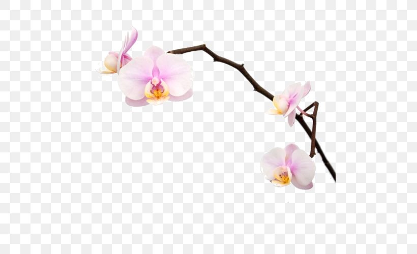 Moth Orchids Flower Plant, PNG, 500x500px, Orchids, Blossom, Branch, Cherry Blossom, Flower Download Free