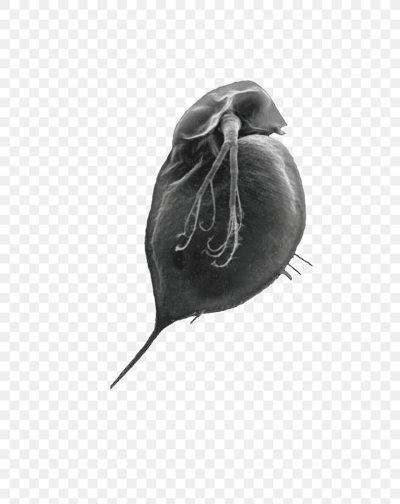 Organism, PNG, 683x1032px, Organism, Black And White Download Free