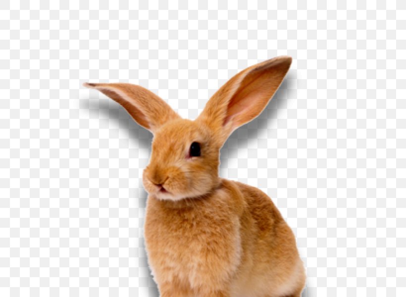 Lossless Compression Rabbit Clip Art, PNG, 600x600px, Lossless Compression, Data, Data Compression, Domestic Rabbit, Fauna Download Free