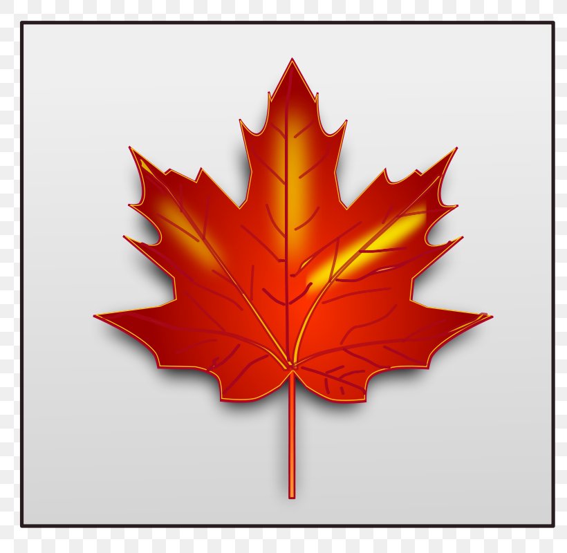 Maple Leaf Clip Art, PNG, 800x800px, Maple Leaf, Autumn, Autumn Leaf Color, Flag Of Canada, Flowering Plant Download Free