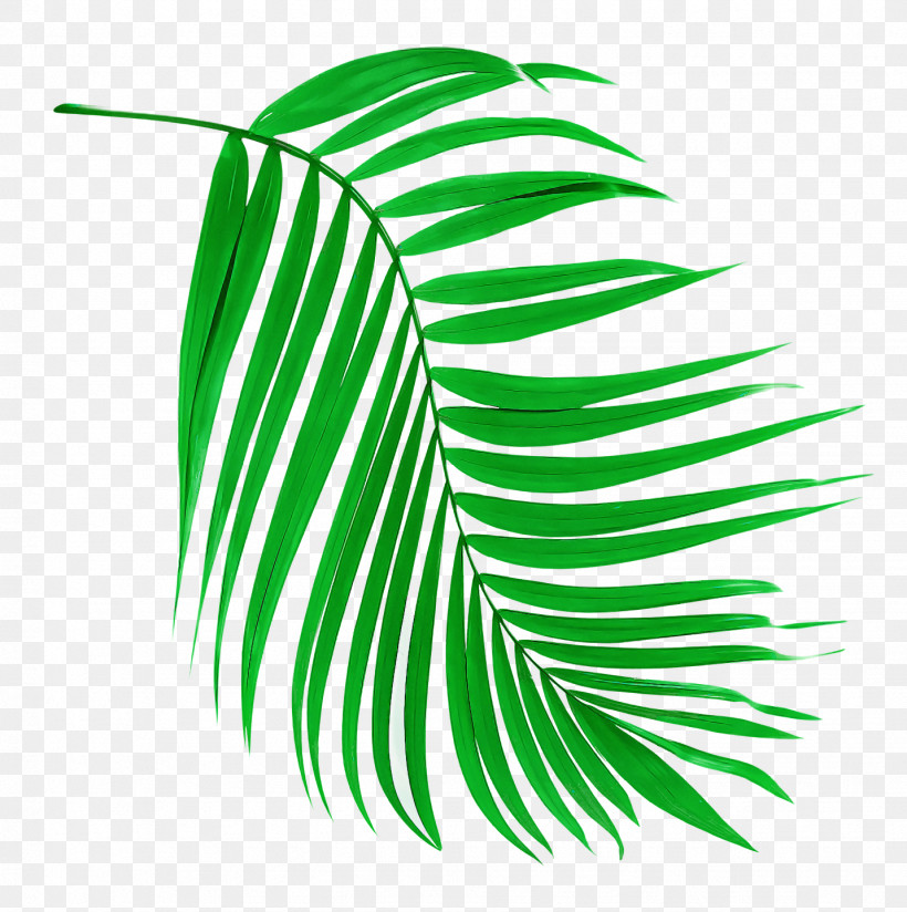 Palm Trees, PNG, 1432x1440px, Leaf, Flower, Grass, Grasses, Green Download Free