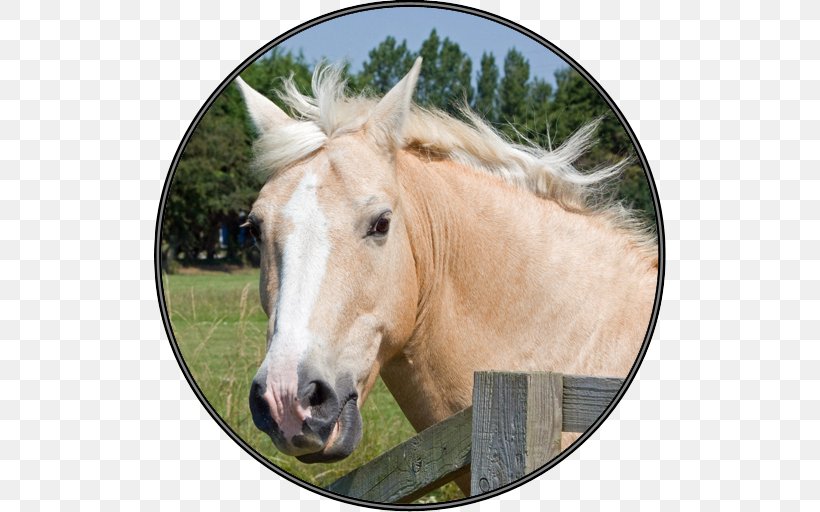 Pony Mare Mustang Hiram's Boy Palomino, PNG, 512x512px, Pony, Bridle, Fauna, Grass, Halter Download Free