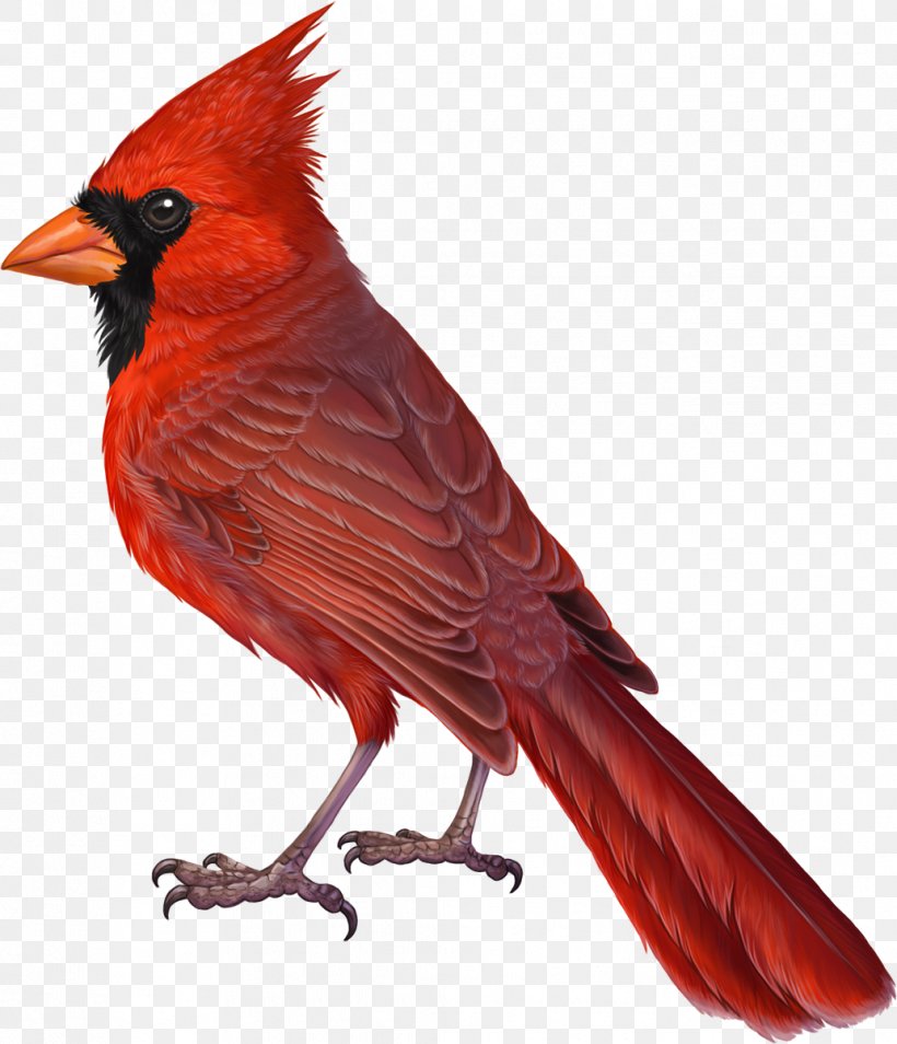 Bird Northern Cardinal Drawing Summer Tanager, PNG, 1033x1203px, Bird, Beak, Birdwatching, Cardinal, Cardinalis Download Free