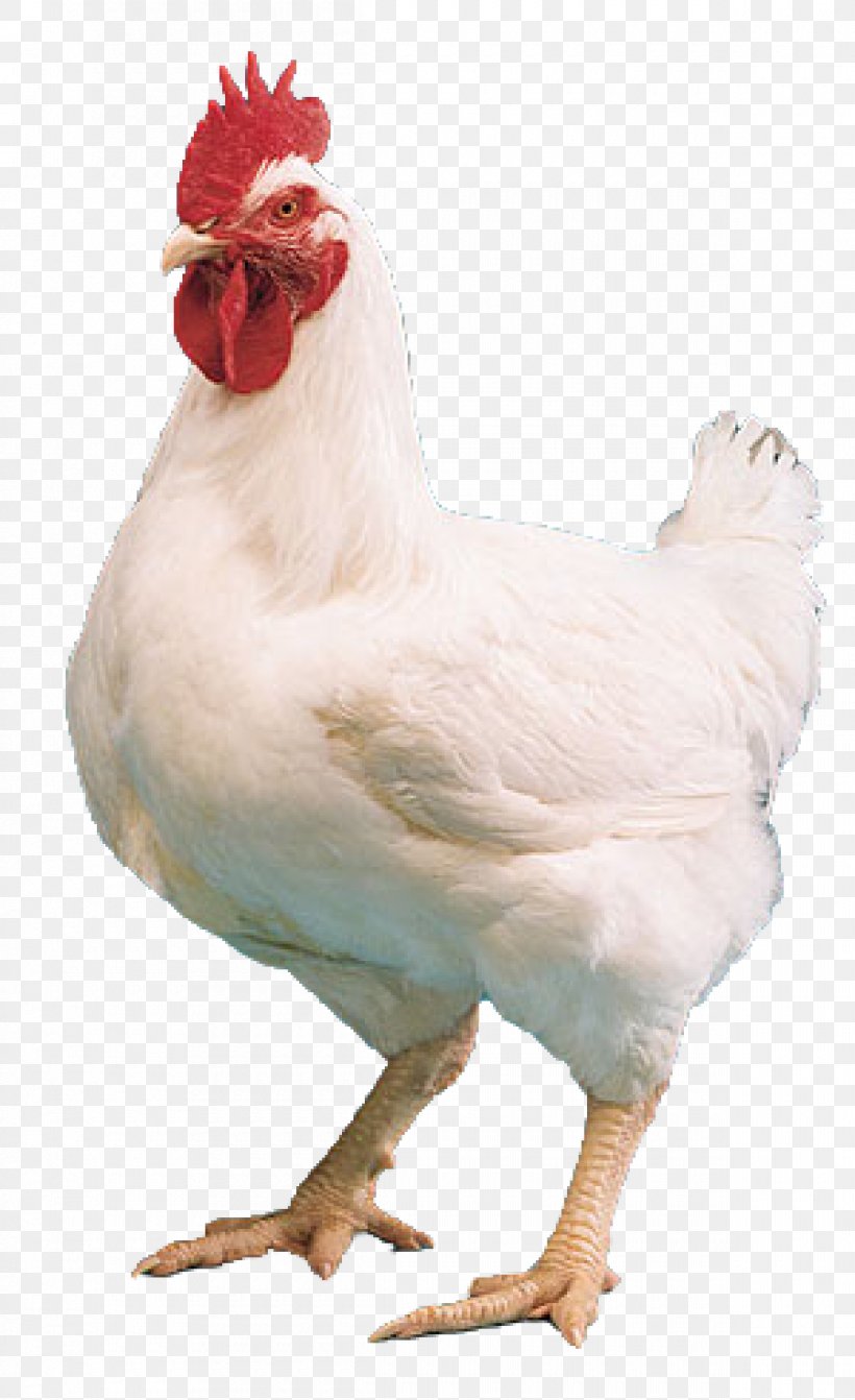 Cornish Chicken Kuroiler Broiler Chicken Tikka Masala Mandi, PNG, 1200x1964px, Cornish Chicken, Beak, Bird, Broiler, Chicken Download Free