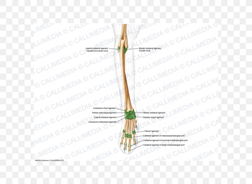 Finger Line Angle, PNG, 600x600px, Finger, Arm, Hand, Joint Download Free