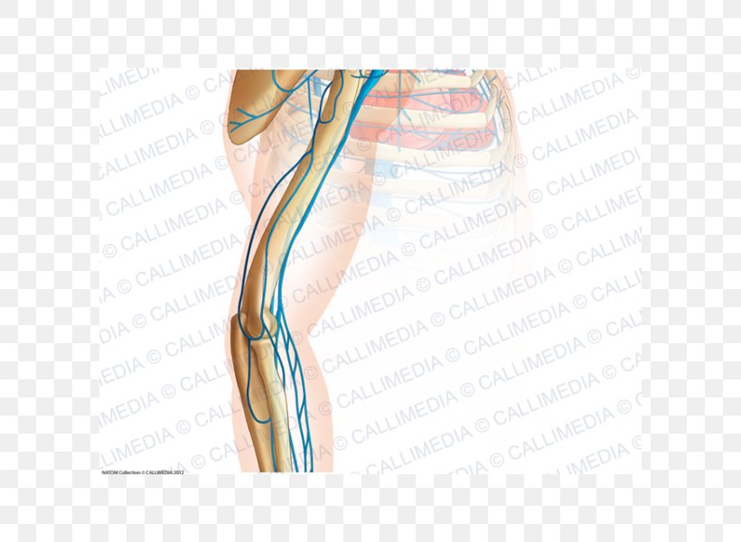 Thumb Elbow Arm Anatomy Vein, PNG, 600x600px, Watercolor, Cartoon, Flower, Frame, Heart Download Free