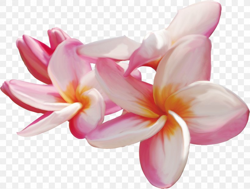 Flower Frangipani Drawing Clip Art, PNG, 1200x910px, Flower, Blossom, Close Up, Cut Flowers, Drawing Download Free