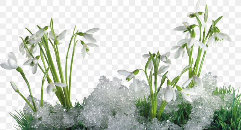 Galanthus Nivalis Perce-neige Snow Flower Winter, PNG, 1280x693px, Galanthus Nivalis, Aquarium Decor, Cold, Flower, Grass Download Free