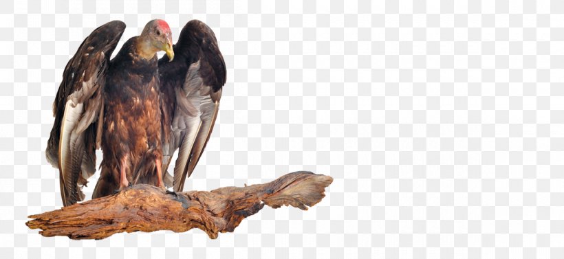 Bird Of Prey New World Vulture University Of Central Florida, PNG, 1200x553px, Bird Of Prey, Accipitridae, Andean Condor, Animal, Beak Download Free