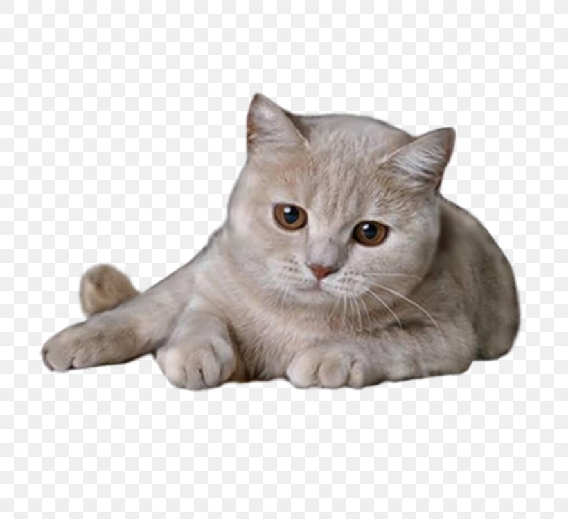 British Shorthair Clip Art, PNG, 750x750px, British Shorthair, American Shorthair, American Wirehair, Asian, Australian Mist Download Free