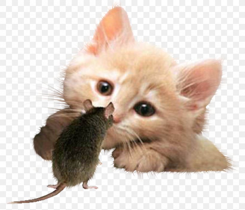 Cat Kitten Rat Cuteness Puppy, PNG, 1052x902px, Cat, Animal, Blog, Caracal, Carnivoran Download Free