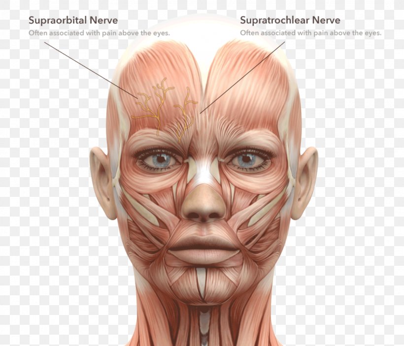 Facial Muscles Face Human Body Head And Neck Anatomy, PNG, 1024x879px, Watercolor, Cartoon, Flower, Frame, Heart Download Free