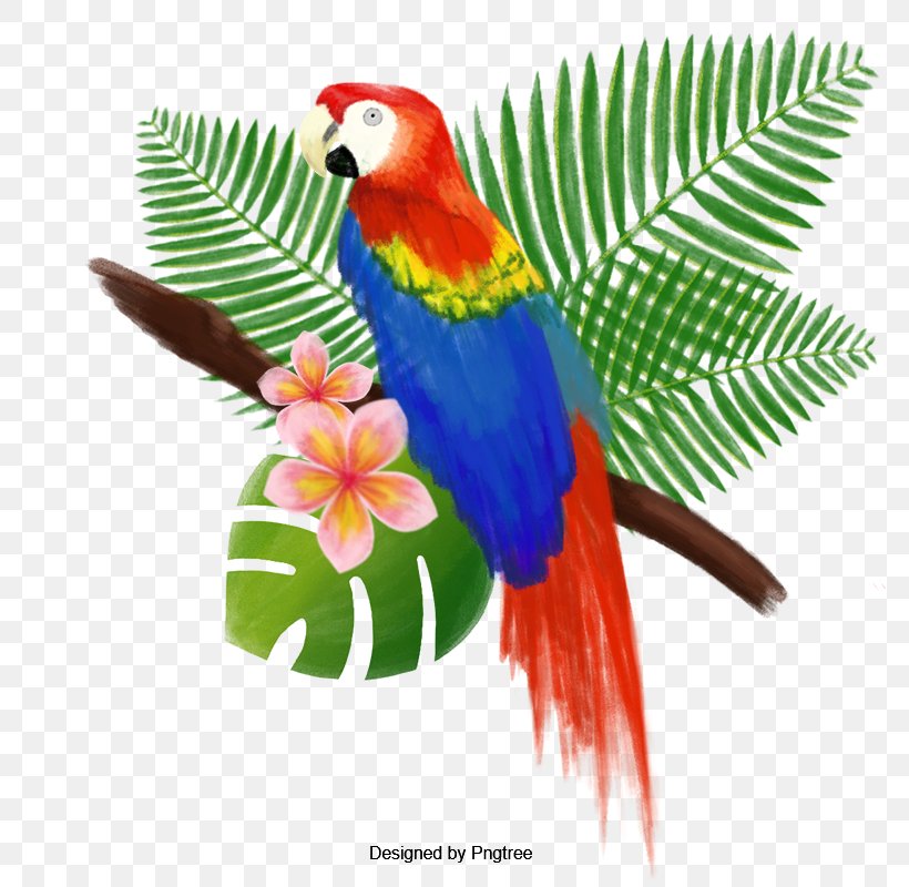 Bird Parrot Vector Graphics Clip Art, PNG, 800x800px, Bird, Beak, Drawing, Lorikeet, Lovebird Download Free