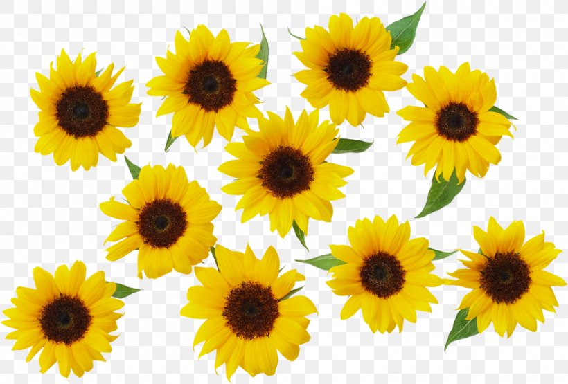 Common Sunflower Yellow, PNG, 1000x678px, Common Sunflower, Annual Plant, Daisy Family, Flower, Flowering Plant Download Free