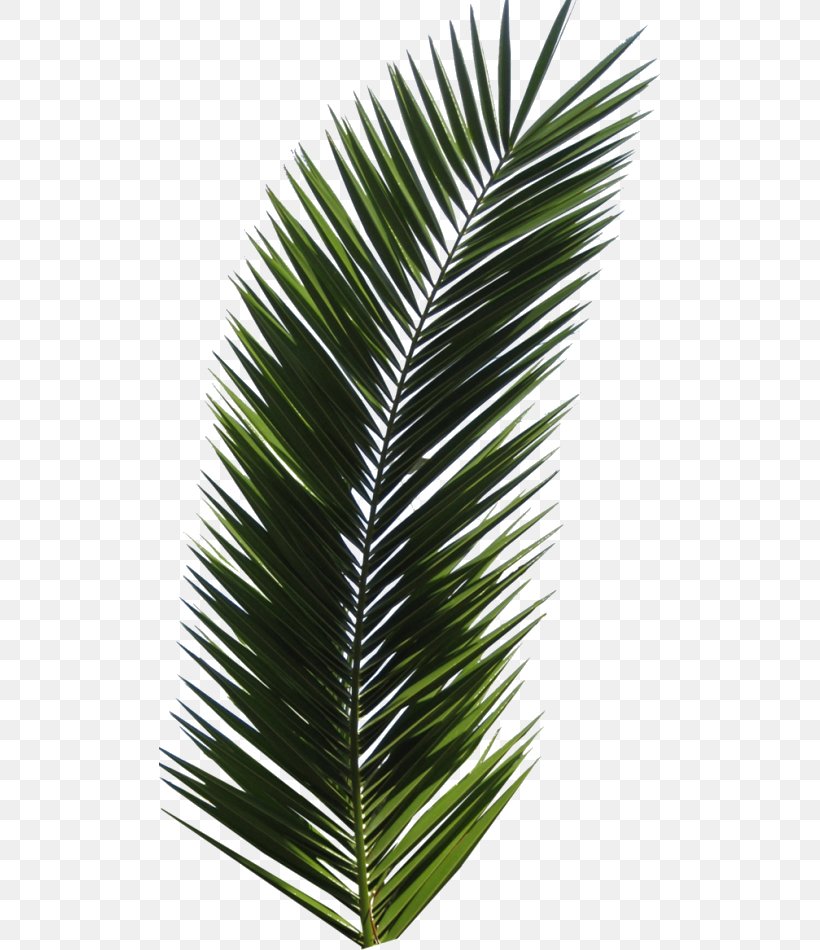 Arecaceae Leaf Palm Branch Tree, PNG, 501x950px, Arecaceae, Arecales, Asian Palmyra Palm, Borassus Flabellifer, California Palm Download Free