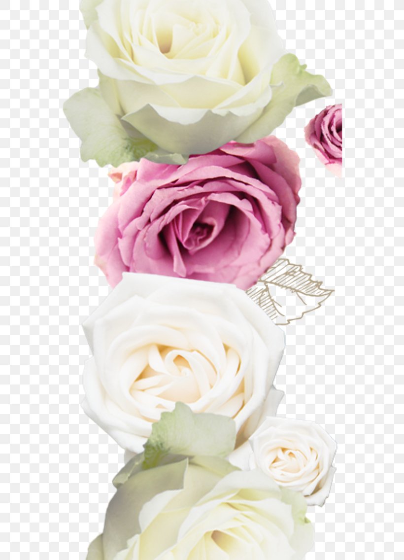 Garden Roses Centifolia Roses Beach Rose, PNG, 640x1136px, Garden Roses, Artificial Flower, Beach Rose, Centifolia Roses, Cut Flowers Download Free