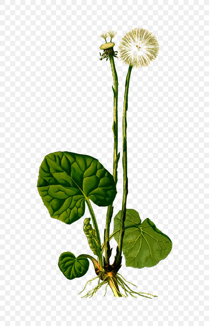 Kxf6hlers Medicinal Plants Dandelion Tussilago, PNG, 640x1280px, Kxf6hlers Medicinal Plants, Common Sage, Cough, Daisy Family, Dandelion Download Free