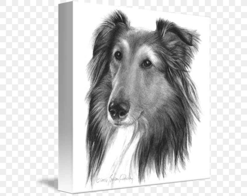 Rough Collie Shetland Sheepdog Silken Windhound Dog Breed Old English Sheepdog, PNG, 589x650px, Rough Collie, Afghan Hound, Black And White, Breed, Carnivoran Download Free