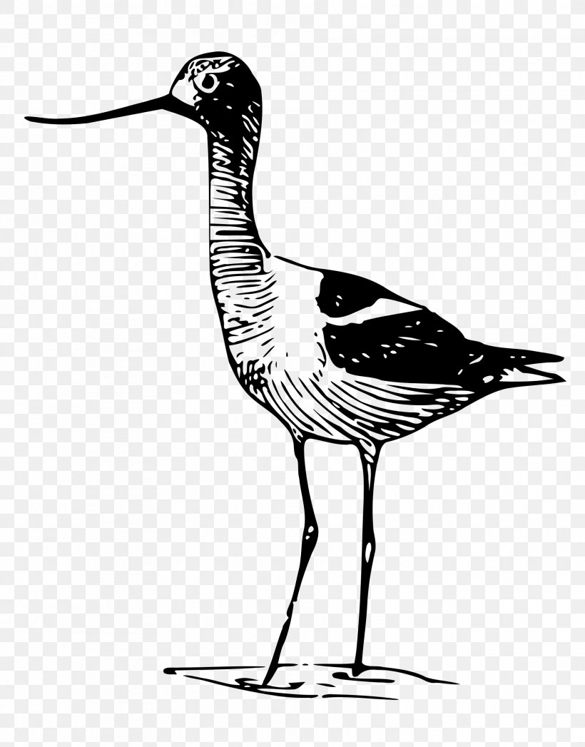 Wader Bird Beak Clip Art, PNG, 1879x2400px, Wader, American Avocet, Art, Avocet, Beak Download Free