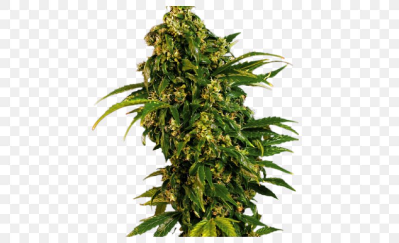 Cannabis Sativa Feminized Cannabis Seed Kush, PNG, 500x500px, Cannabis, Cannabidiol, Cannabis Sativa, Cannabis Shop, Cultivar Download Free