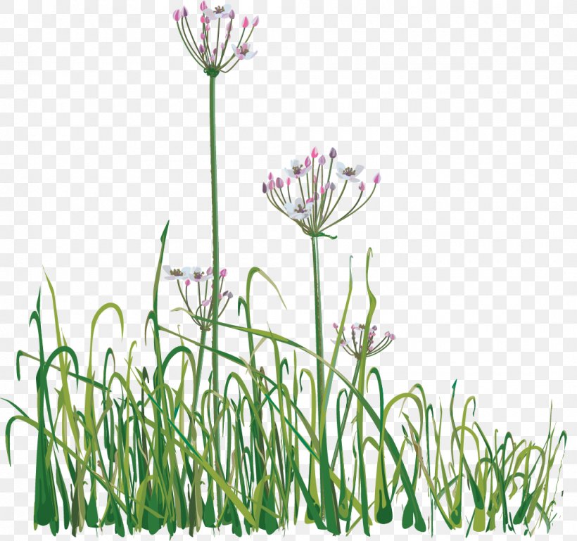 Chives ACM Fleet Force B.V. Information Sweet Grass Production, PNG, 1060x995px, Chives, Advertising, Amsterdam, Customer, Flower Download Free