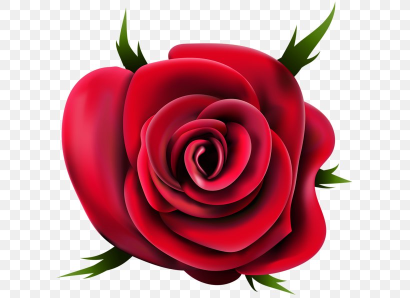 Desktop Wallpaper Clip Art, PNG, 600x596px, Rose, Cut Flowers, Floral Design, Floribunda, Floristry Download Free
