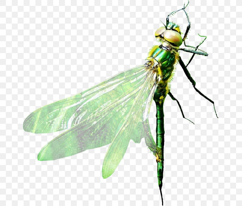 Dragonfly Pterygota, PNG, 663x699px, Dragonfly, Animal, Arthropod, Dragonflies And Damseflies, Drawing Download Free