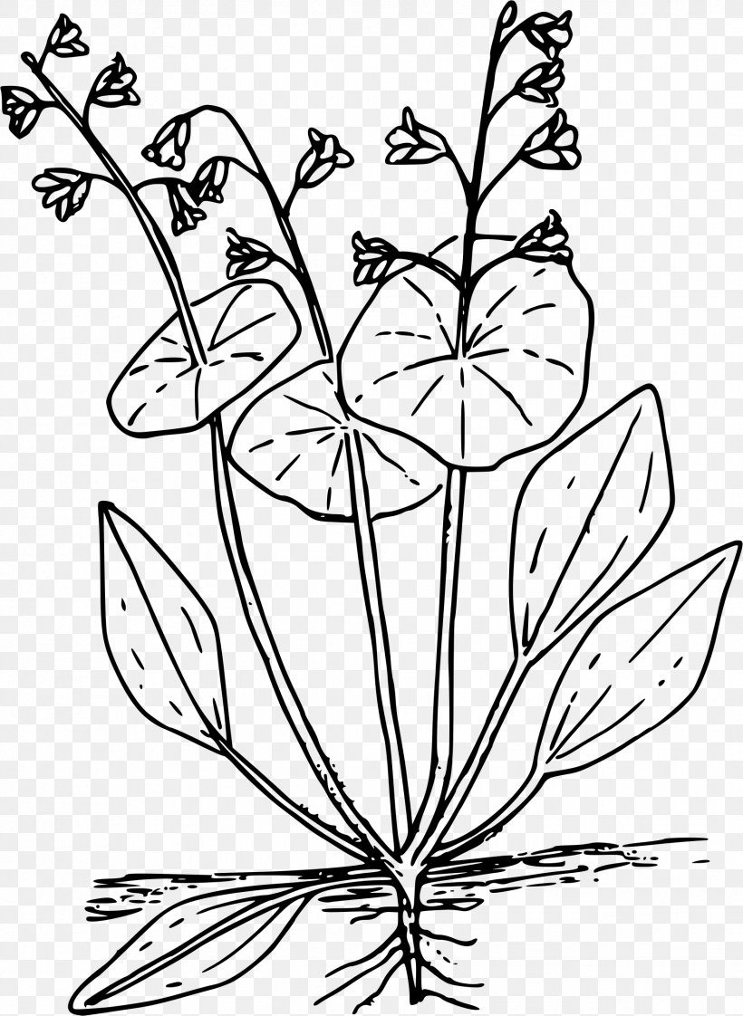 Lettuce Claytonia Perfoliata Clip Art, PNG, 1754x2400px, Lettuce, Black And White, Branch, Claytonia Perfoliata, Coloring Book Download Free