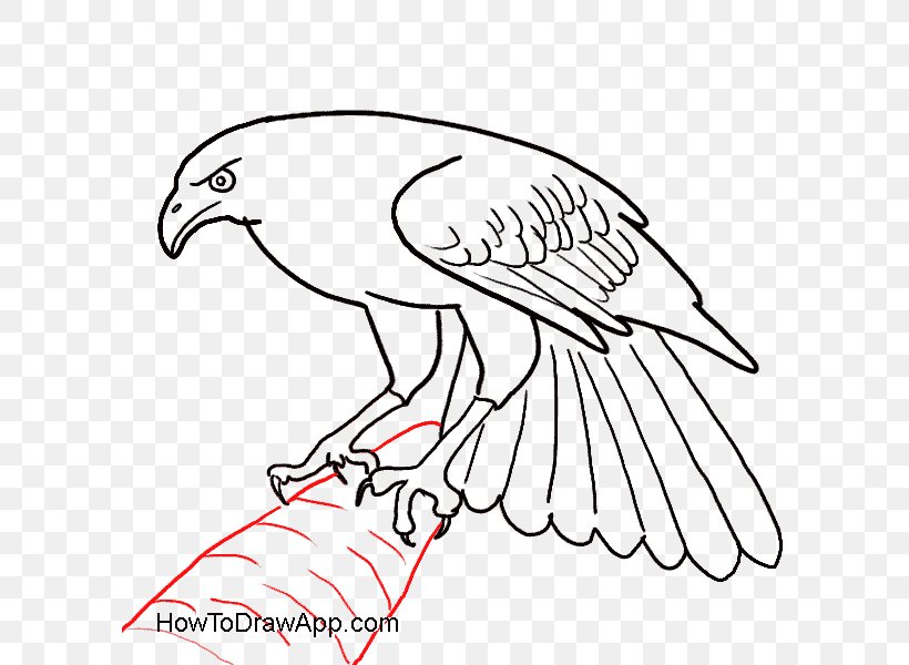 Beak Bald Eagle Bird Drawing, PNG, 600x600px, Beak, Accipitridae, Artwork, Bald Eagle, Bird Download Free
