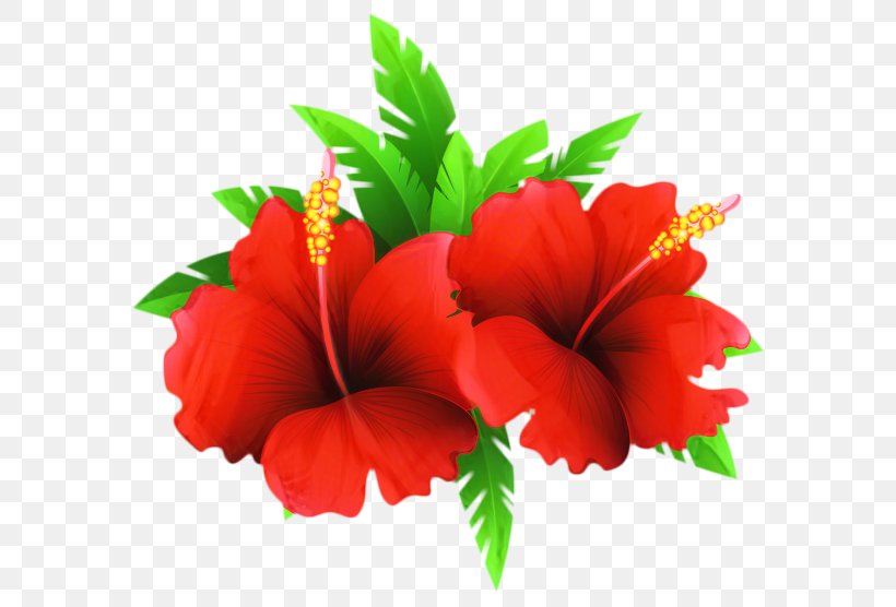 Hawaiian Flower, PNG, 599x556px, Shoeblackplant, Annual Plant, Artificial Flower, Flower, Hawaiian Hibiscus Download Free