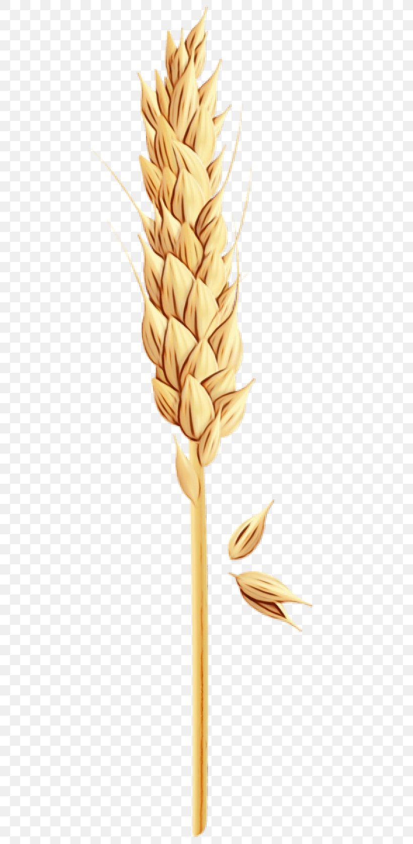 Wheat, PNG, 480x1675px, Watercolor, Food, Food Grain, Gluten, Grass Family Download Free
