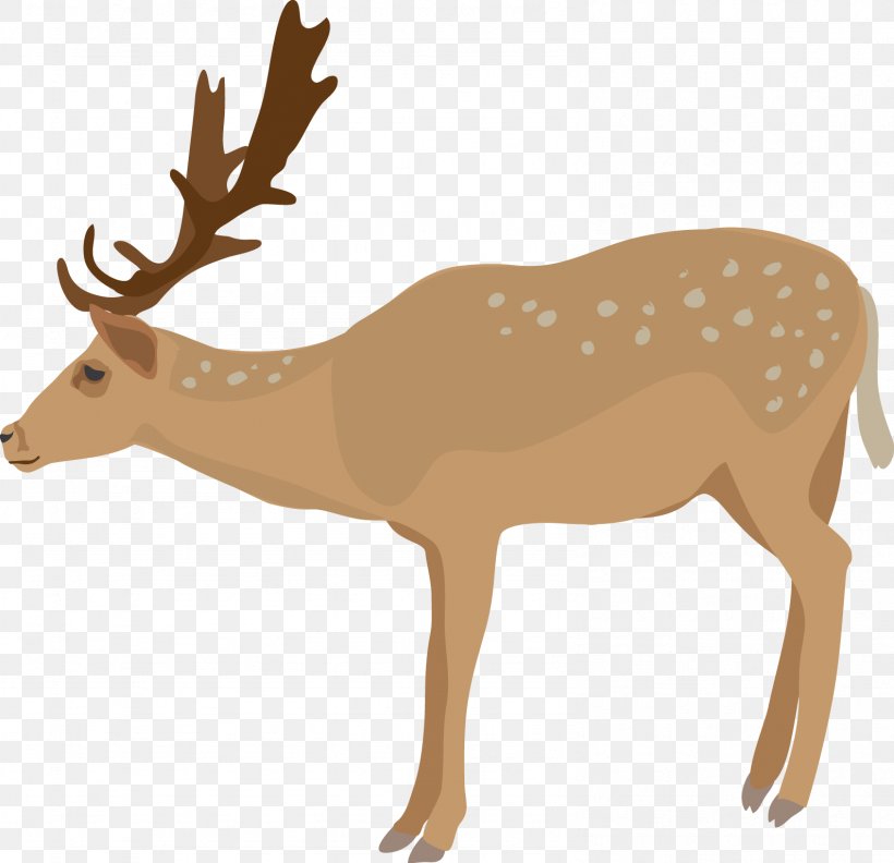 White-tailed Deer Clip Art, PNG, 1588x1535px, Deer, Antler, Deer Hunting, Document, Elk Download Free