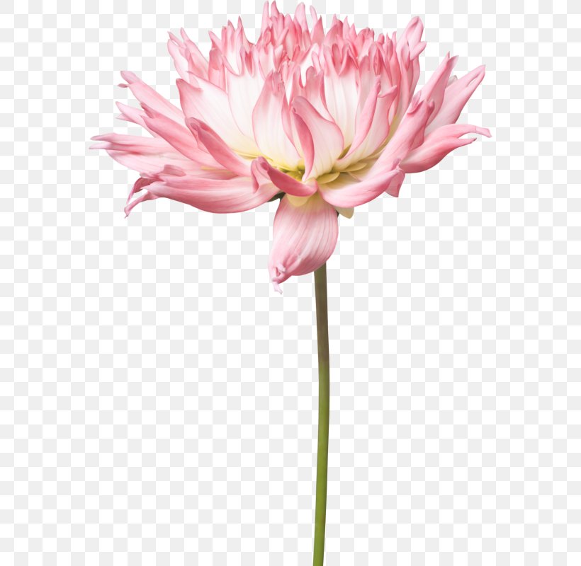 Dahlia Plant Stem Cut Flowers, PNG, 570x800px, Dahlia, Chrysanthemum, Chrysanths, Cut Flowers, Daisy Family Download Free