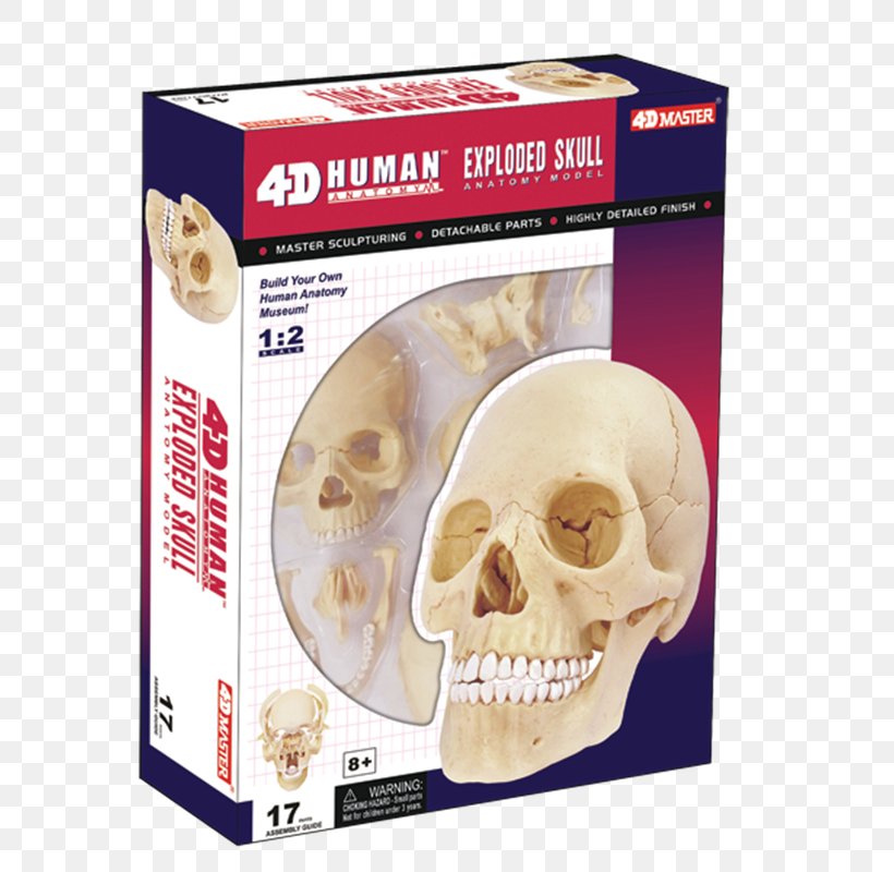 Human Skeleton Human Body Skull Human Anatomy, PNG, 800x800px, Watercolor, Cartoon, Flower, Frame, Heart Download Free