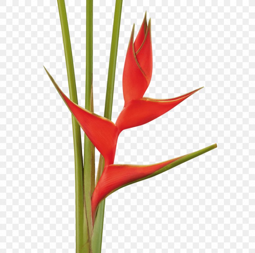 Lobster-claws Tropical Flowers Cut Flowers Flowering Plant, PNG, 870x864px, Lobsterclaws, Cut Flowers, Flower, Flowering Plant, Heliconia Download Free