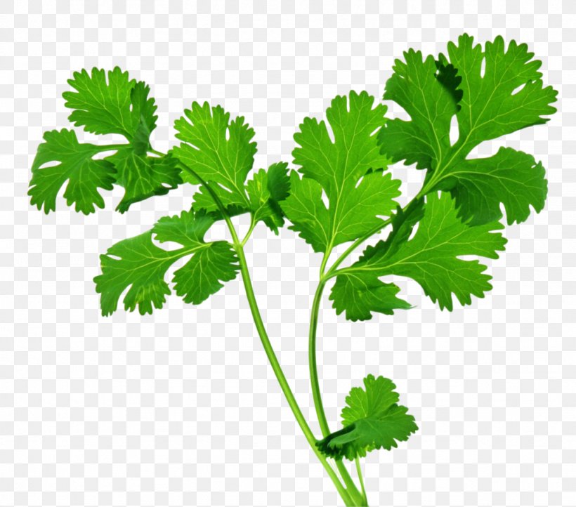 Organic Food Coriander Indian Cuisine Herb Parsley, PNG, 1024x902px, Organic Food, Apiaceae, Cooking, Coriander, Culantro Download Free