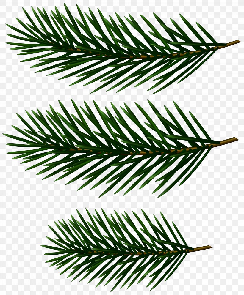 Clip Art Image Transparency Vector Graphics, PNG, 5779x7000px, Pine, American Larch, Art Museum, Balsam Fir, Branch Download Free