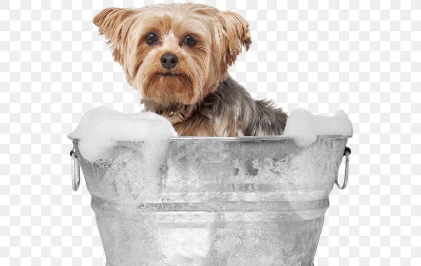 Yorkshire Terrier Norfolk Terrier Morkie Dog Breed Puppy, PNG, 564x518px, Yorkshire Terrier, Bread Pan, Breed, Carnivoran, Cat Download Free