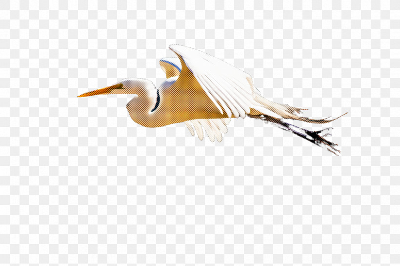 Feather, PNG, 2451x1632px, Bird, Beak, Egret, Feather, Great Egret Download Free