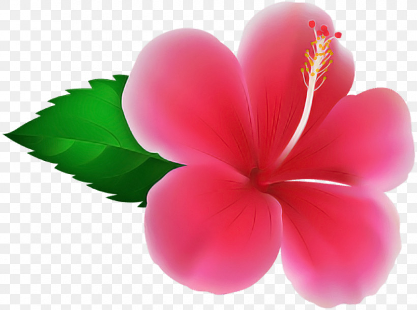 Petal Pink Frangipani Flower Plant, PNG, 850x634px, Petal, Flower, Frangipani, Hibiscus, Impatiens Download Free