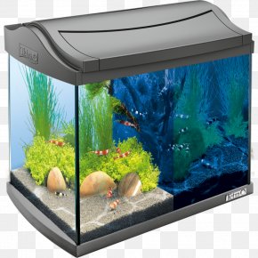 Aquarium - Siamese Fighting Fish Tetra Nano Aquarium Innenfilter PNG